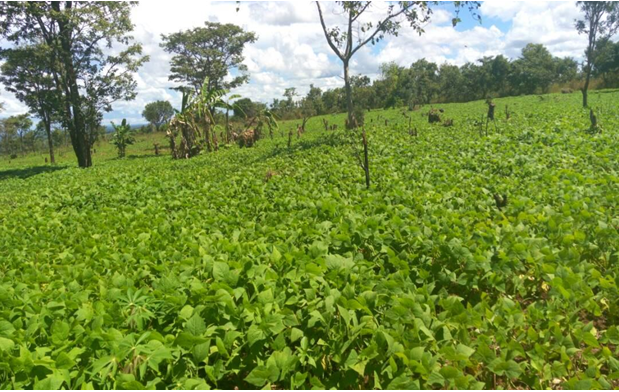 1)	NYUMBIGWA PLOTS