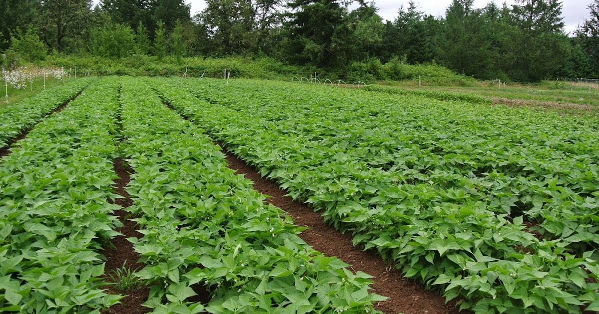1)	NYUMBIGWA PLOTS